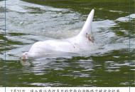 早读丨十五运会迎倒计时100天；游入珠江的中华白海豚获救