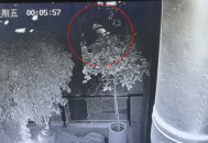 网友称丈夫被酒店养的猫抓伤，酒店回应：索赔2万元不合理，无法承担