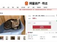主人因欠钱被法院执行，3岁狸花猫将以500元价格起拍
