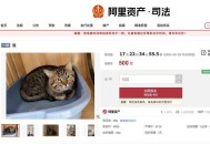 主人因欠钱被法院执行，3岁狸花猫将以500元价格起拍