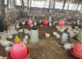中国籍女农场主非洲失踪近30天，已确认遇害