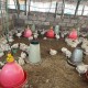 中国籍女农场主非洲失踪近30天，已确认遇害
