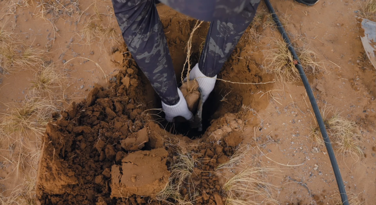 《无尽的拉格朗日》四年坚守初心,在荒漠植下五万株绿色希望-第4张图片 《无尽的拉格朗日》四年坚守初心,在荒漠植下五万株绿色希望-第4张图片