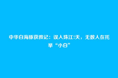 中华白海豚获救记：误入珠江7天，无数人在托举“小白”