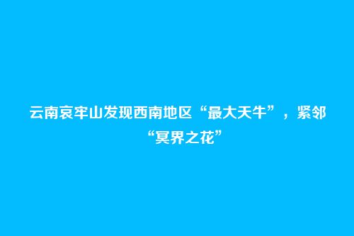 云南哀牢山发现西南地区“最大天牛”，紧邻“冥界之花”
