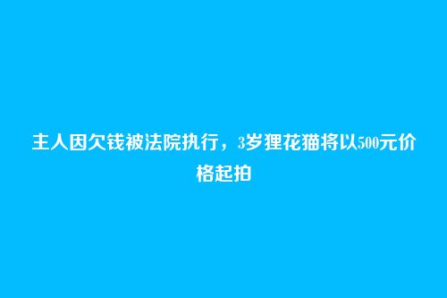 主人因欠钱被法院执行，3岁狸花猫将以500元价格起拍